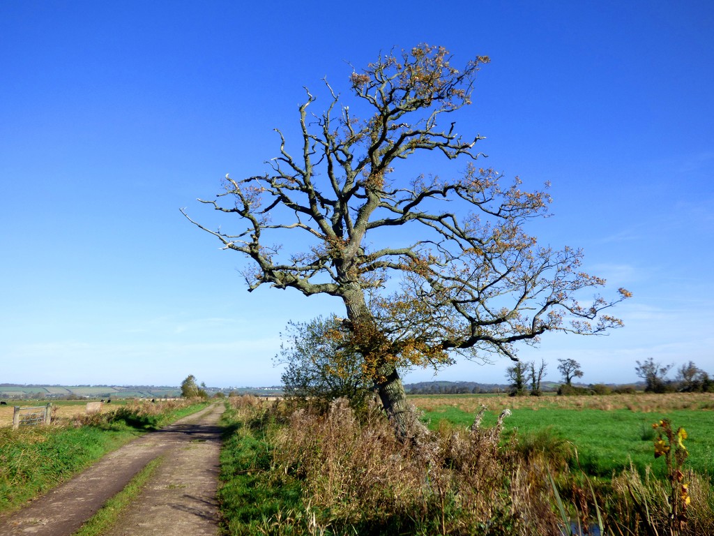 Blue skies on the Levels by julienne1