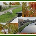Swans beside the canal and Autumn Sumac leaves. by grace55
