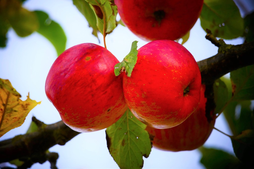 Roadside Apples by carole_sandford
