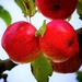 Roadside Apples by carole_sandford