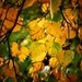 Autumn Leafy Lane by carole_sandford
