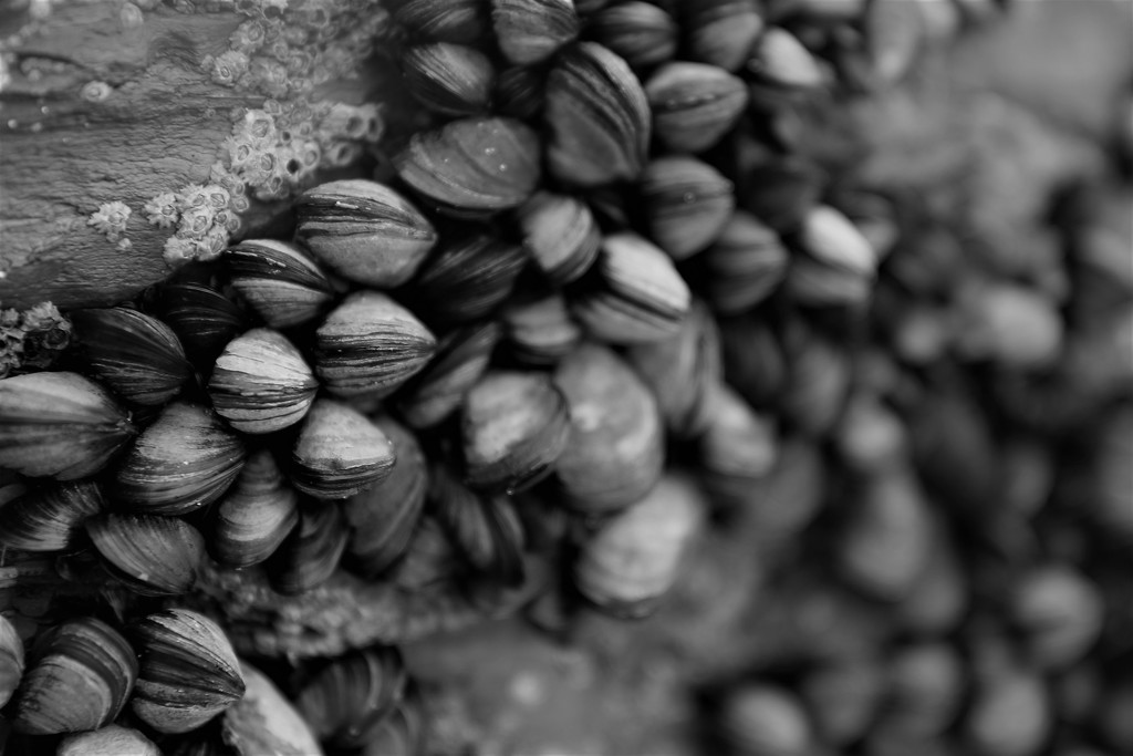 Mussels by cookingkaren