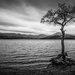 Lone tree by ellida