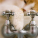 bath cat by aecasey