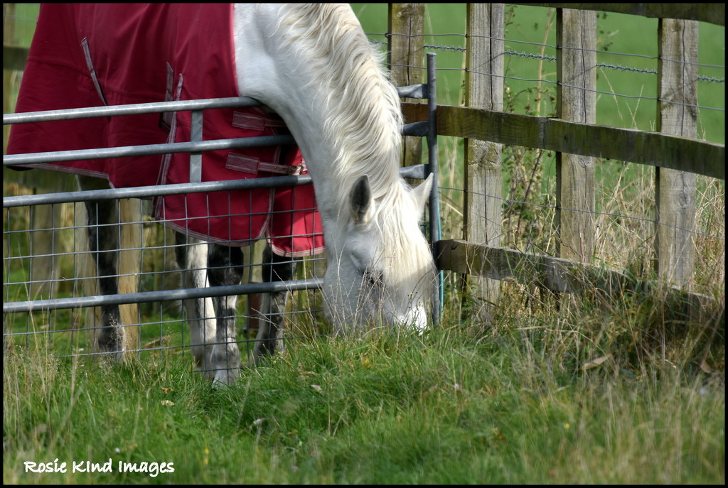 The grass isn't always greener on the other side by rosiekind