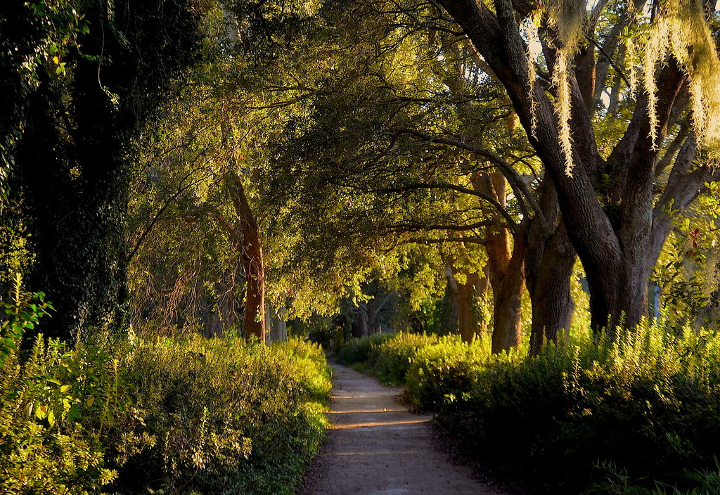 Golden light of late afternoon.   Path in Hampton Park, Charleston, SC by congaree