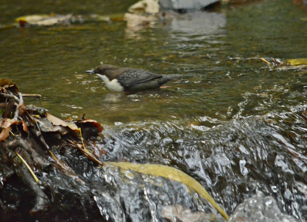 White Throated Dipper taking a dip.... by ziggy77