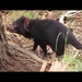 Tasmanian Devils at Biceno by robz