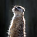 Meerkat  by leonbuys83