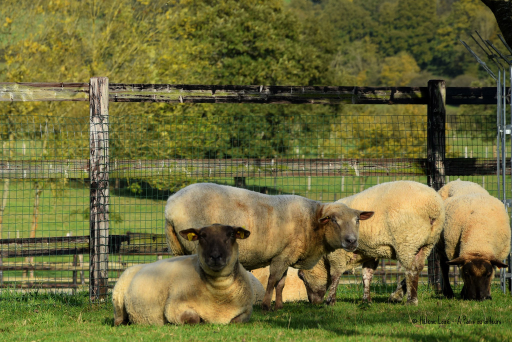 sheeps by parisouailleurs