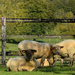 sheeps by parisouailleurs