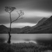 The Lone Tree by pasttheirprime