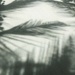 Palm tree shadows.  by cocobella