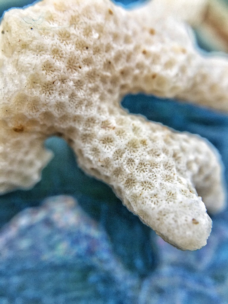 Macro coral.  by cocobella