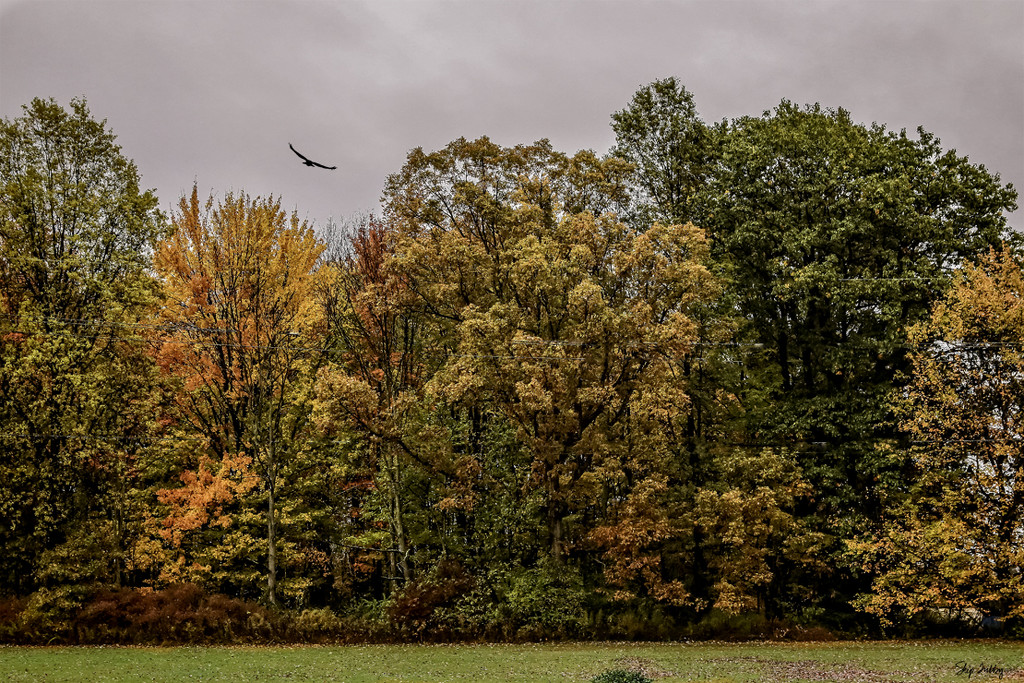 Autumnal Flight by skipt07