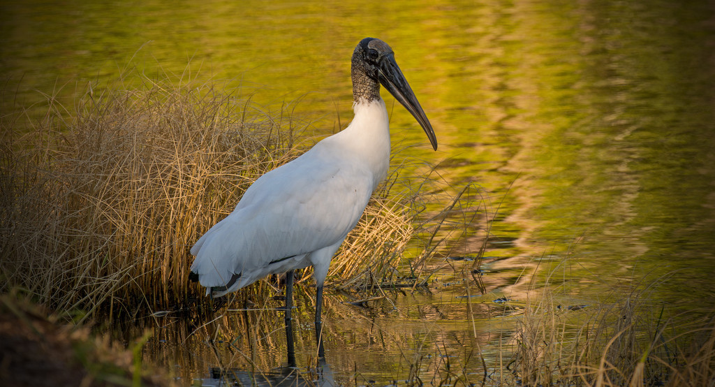 Woodstork Checking Me Out! by rickster549