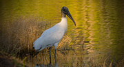 30th Oct 2017 - Woodstork Checking Me Out!