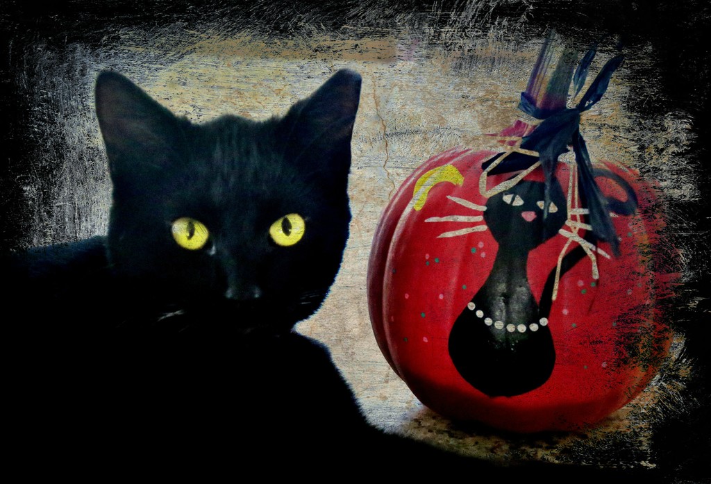 Twas the Night Before Halloween & Black Cats Are Just Black Cats! by lynnz