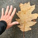 That's a Big Leaf! by harbie
