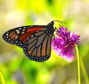 31st Oct 2017 - Monarch butterfly