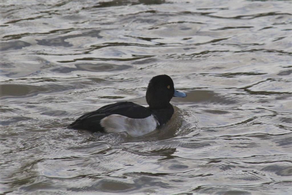 Tufted Duck by oldjosh