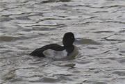 21st Oct 2017 - Tufted Duck