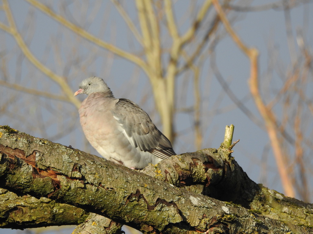 Wood pigeon by oldjosh