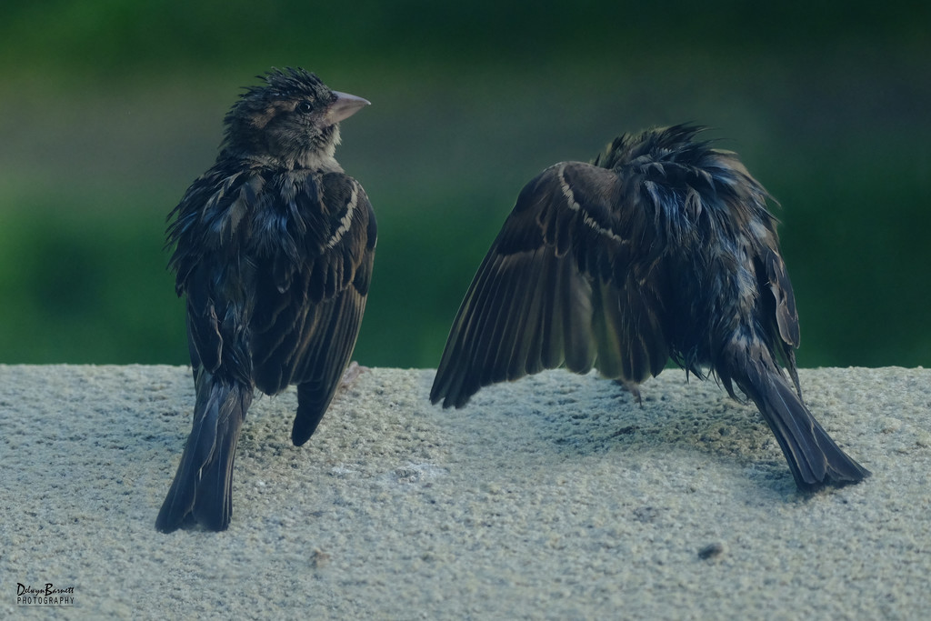 Two little sparrows by dkbarnett