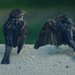 Two little sparrows by dkbarnett