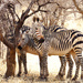 Hartman's Mountain Zebras by dkbarnett