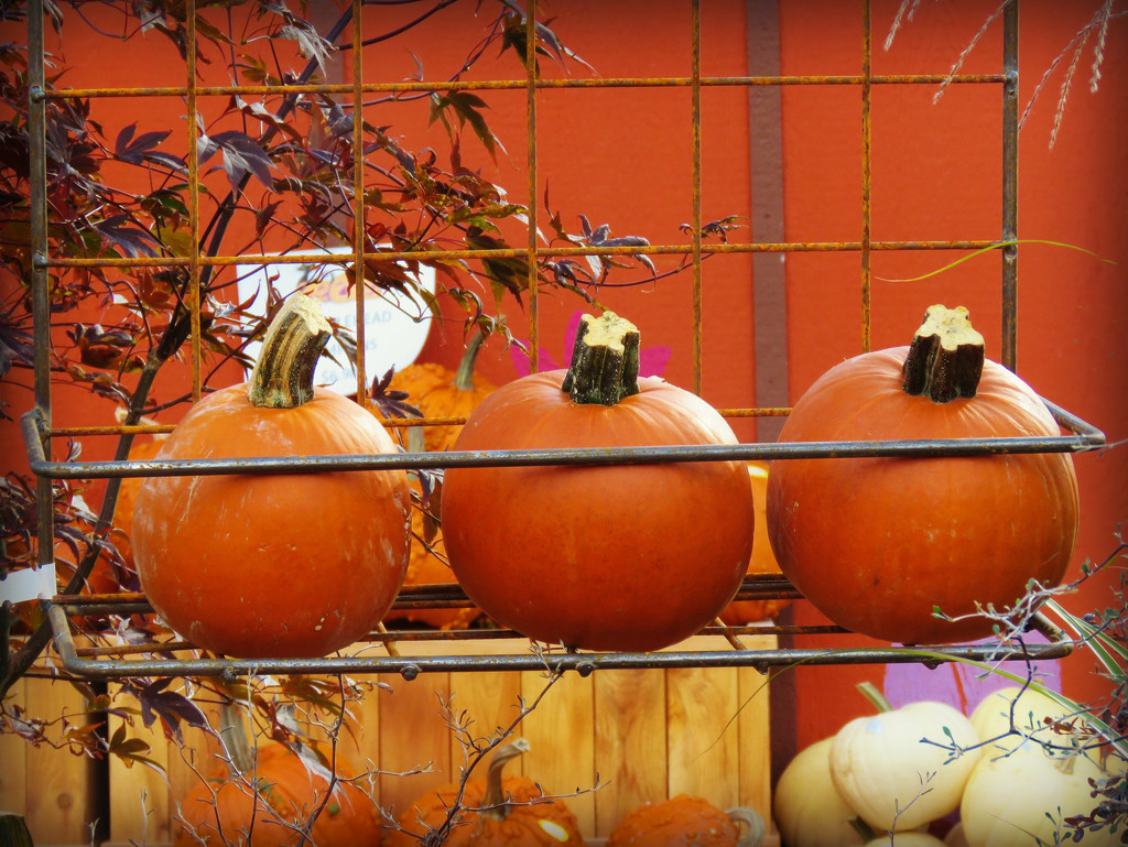Three Little Pumpkins All In A Row by seattlite