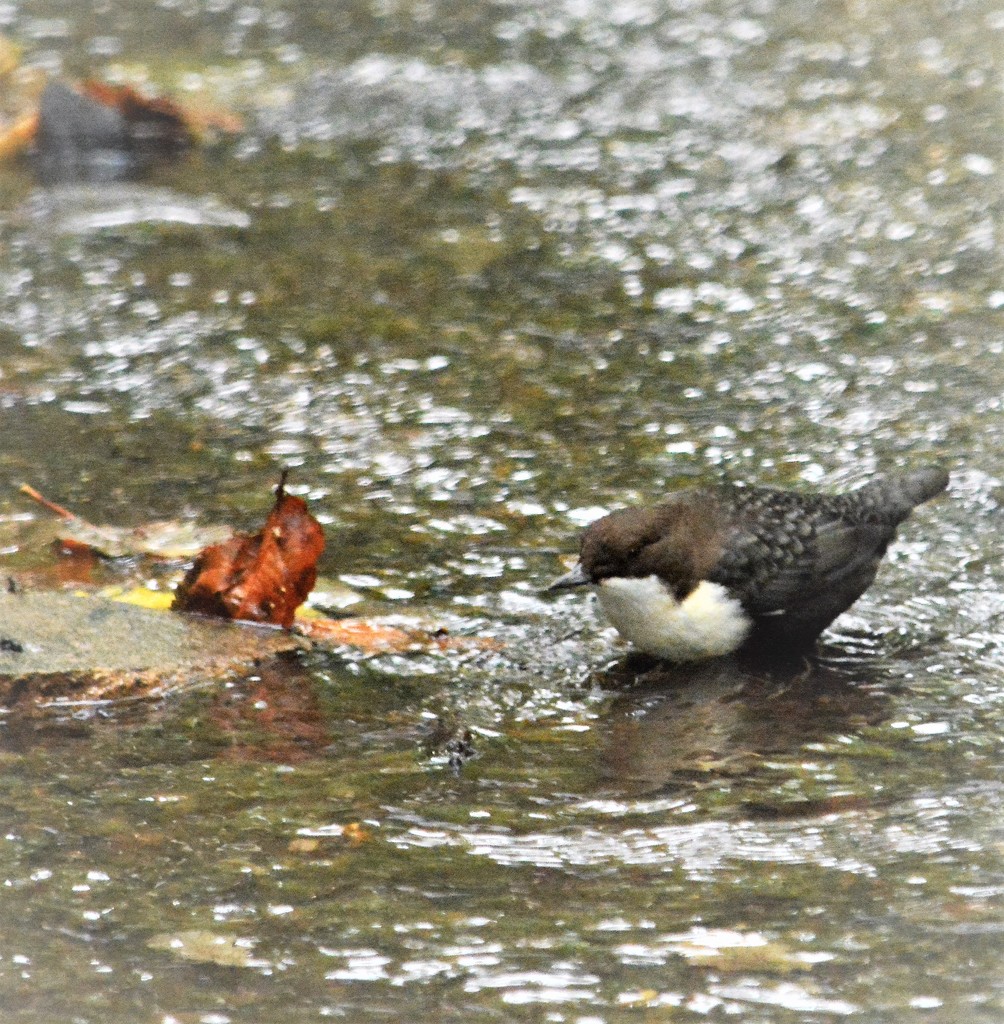 The Dipper and the leaf....... by ziggy77