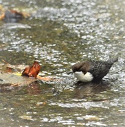 31st Oct 2017 - The Dipper and the leaf.......