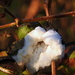 Cotton and Bolls by homeschoolmom