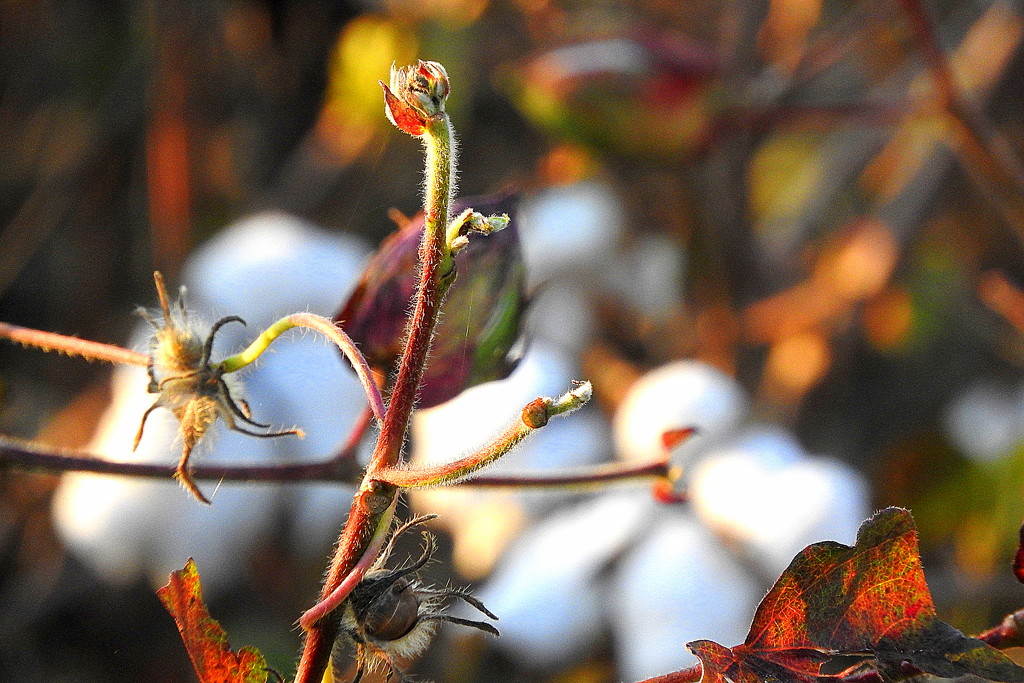 The Cotton Plant by homeschoolmom