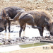 Warthog pilates by dkbarnett