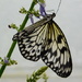  Butterfly Farm by 365anne