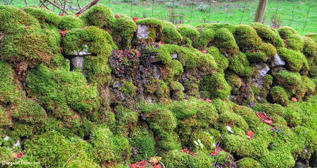 Mossy drystone wall by craftymeg