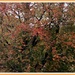 Beech tree, Turrets Garden. Rishton. by grace55
