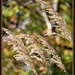 Ornamental Grass by essiesue