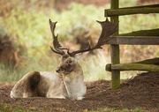 31st Oct 2017 - Resting after the Rut