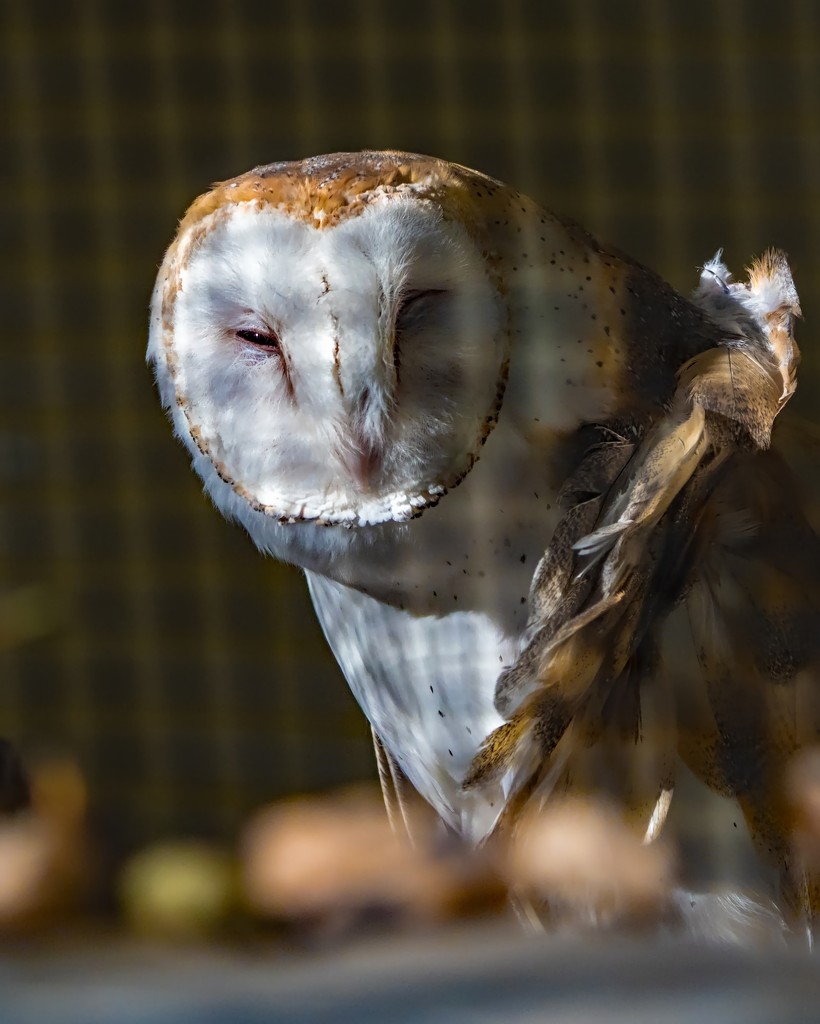 Barn Owl by rminer