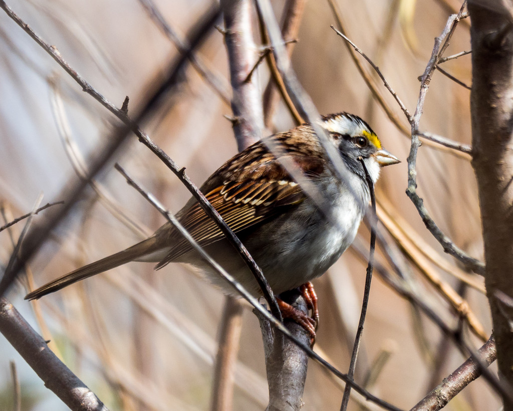 White throated sparrow by rminer