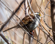 31st Oct 2017 - White throated sparrow
