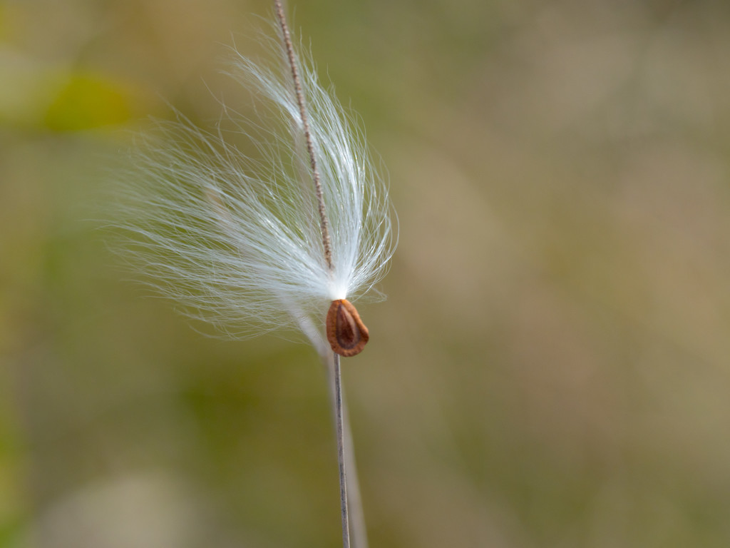 Milkweed Seed Troll by rminer