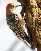 31st Oct 2017 - Woodpecker Portrait Closeup