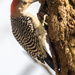 Woodpecker Portrait Closeup by rminer