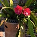 Red Cactus Flowers ~ by happysnaps
