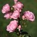 Roses In Versailles _DSC7778 by merrelyn