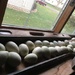 Eggs? nope Egg Gourds! by pennyrae